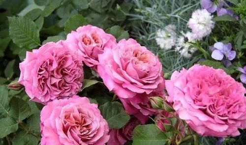 香味——艾格尼丝月季的灵魂