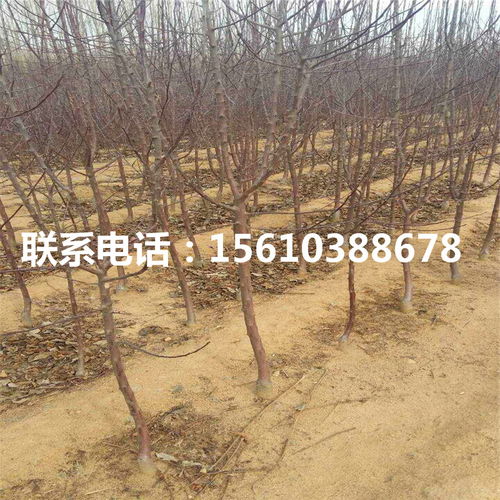 品牌苗木， 品质保证