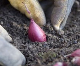 播种与浇水， 细节决定成败