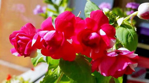 花开时节，夏日来临