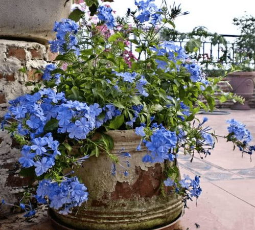 蓝雪花：生性强健，夏日清清凉