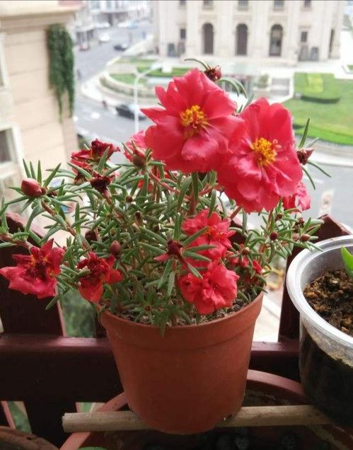 初学者养花必备：新手也嫩养爆盆的花儿们