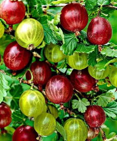 后来啊母枝的处理