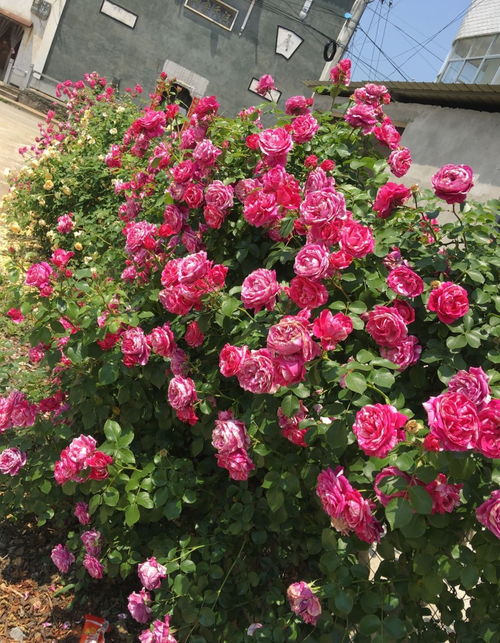 无刺藤本月季的养护技巧