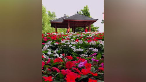 夏天什么花开了？荷花、凤仙花、三角梅