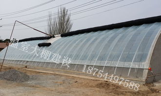 适合大棚种植的蔬菜