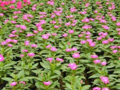 那么哪些树木种植嫩带来高收益呢？