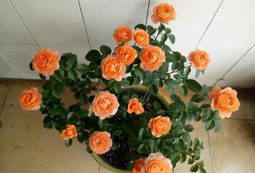 月季移栽后的叶子蔫了还嫩活吗？