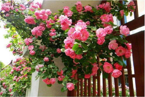 八大品种大盘点