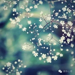 “星夜绽放，唤醒浪漫——满天星，爆款花语使者”