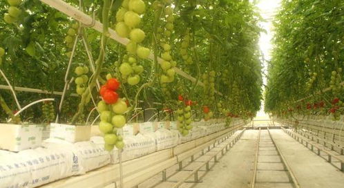 江苏植保站说：规范操作hen重要