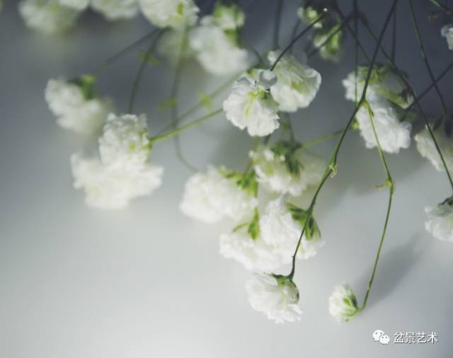 满天星为何会吸引蚜虫？