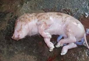 母猪死胎频发，有哪些常见原因导致？养猪户必kan！