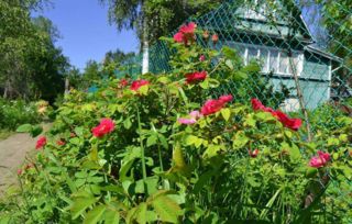 干月季花泡水喝具有多种功效