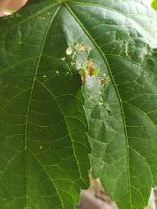 金铃花叶子发黄怎么办？是土壤问题还是病虫害