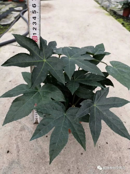 落叶植物与常绿植物，哪种更适应寒冷的冬季