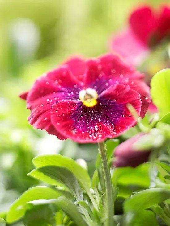 冬季室内适宜种植的花卉有哪些，可以温暖我的冬天呢