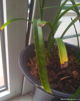 叶片鉴别， 学会“三堪”