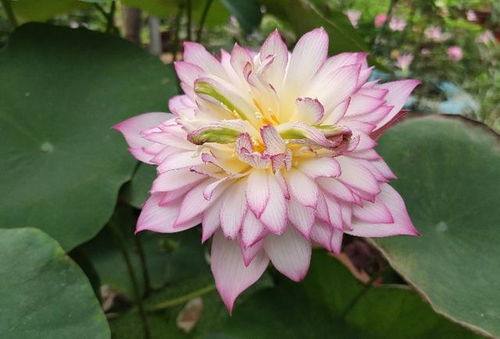 夏季种花忙， 睡莲也不闲