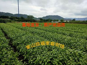 橘子树苗误喷2_4_D除草剂，会直接死亡吗？