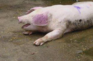 季节geng替时养猪人需要注意预防哪三种猪病呢？