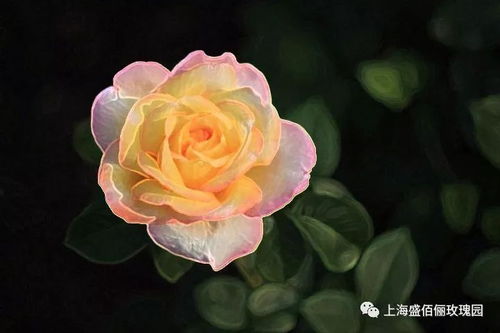 月季花舞：花与人的和谐共舞
