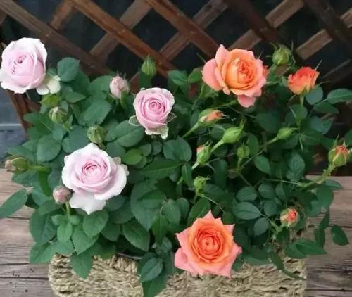 土壤和种植方法，你真的懂吗？