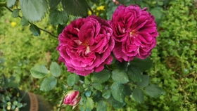 月季花，冬天的奇迹？