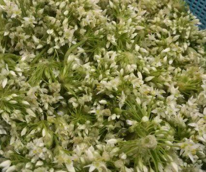 二、韭菜花的花头，如何确保食用平安？