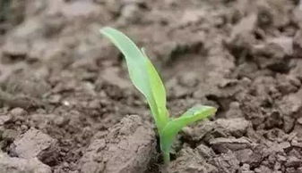 温度、 湿度，这可是影响药效的关键