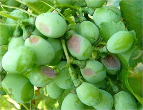 土壤残留与挖沟换土