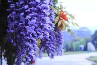 藤萝花的美丽传说