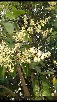 自己上网查， 还是一头雾水