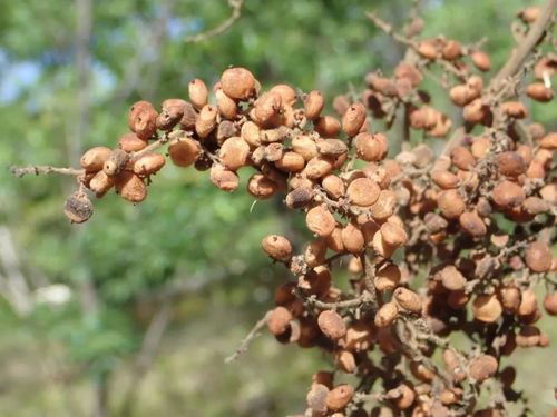 红叶石楠叶斑病的症状与防治方法揭秘