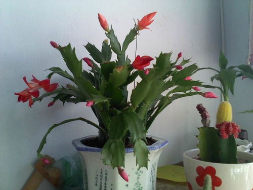 蟹爪兰的浇水与施肥， 让植株茁壮成长的小窍门