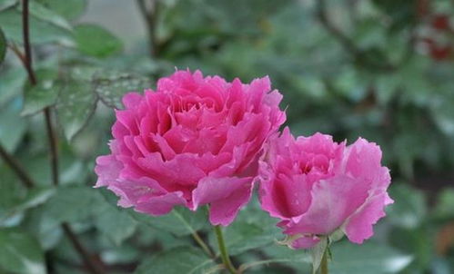 天方夜谭：勤花、 多头、浓香