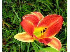 4、红色海盗萱草