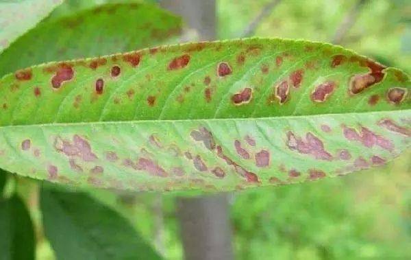 桃树生物杀虫剂杀菌效果如何，适用于桃树上的哪些常见虫害？