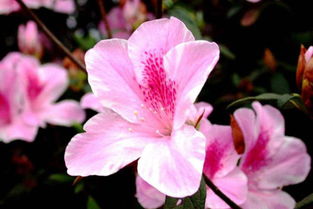 永生粉杜鹃：真相大揭秘