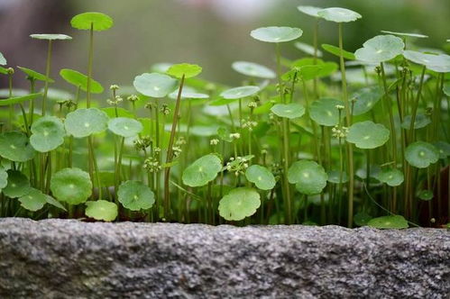 水培铜钱草过冬，如何安全越冬呢
