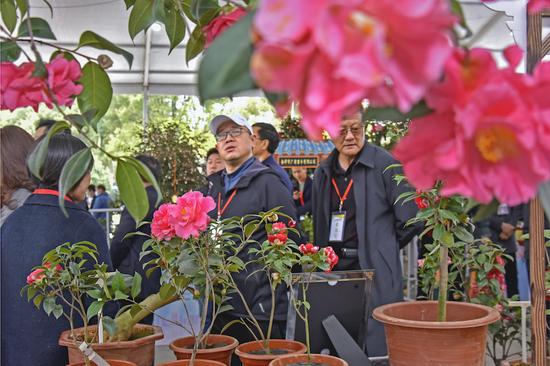 金花茶市场前景广阔， 茶花产业转型升级再创新高