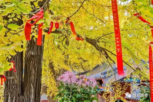 银杏树适合长期种在花盆里吗？需要特别注意哪些养护问题