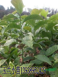 南阳白玉兰小苗基地的种植气候