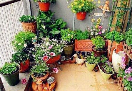 郑州花卉批发市场2025年数据：耐旱观赏草销量同比增长210%