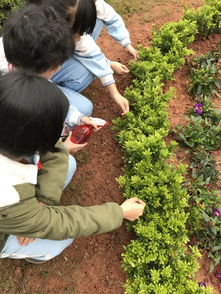 花草树木， 美化环境两不误