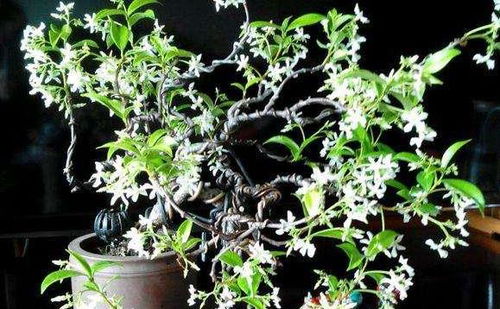 络石盆景的修剪与养护技巧：提升畜牧效率的秘密武器