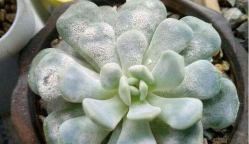铜钱草叶子长虫子了有没有什么安全有效的方法可以处理