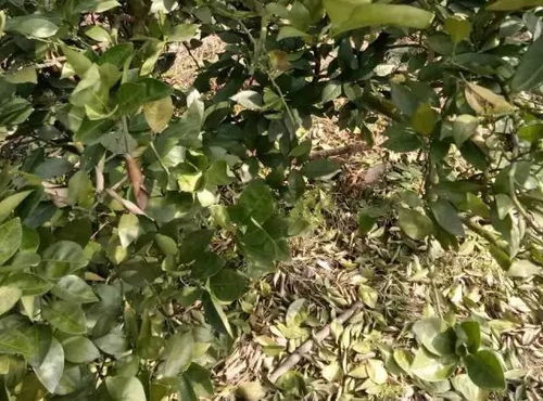 茉莉冬季落叶现象分析