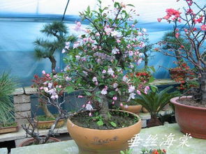 垂丝海棠：盆景的艺术
