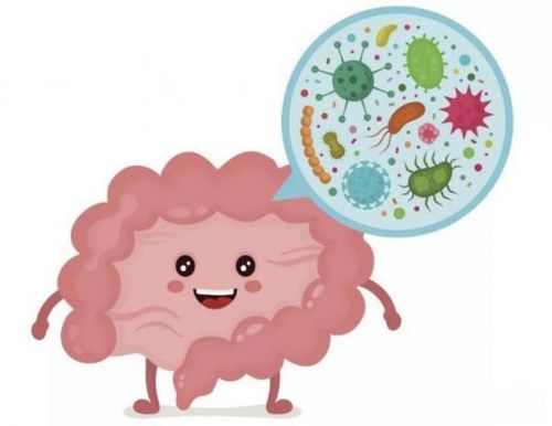 如何通过科学管理让猪群肠道健康如金？